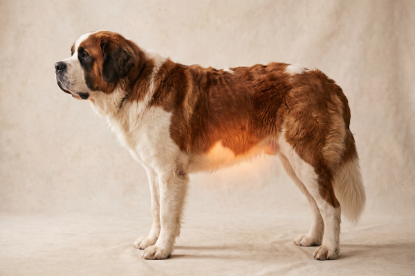 Jak dlouho tráví pes granule?